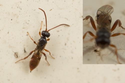 Diadromus troglodytes